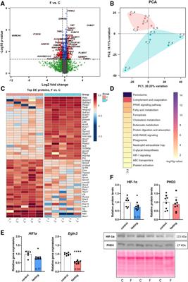 Unveiling the proteome of the fasting heart: Insights into HIF-1 pathway regulation